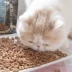 Ren Ke Furui Shi mèo tươi mèo ăn nhẹ bánh sandwich mèo giòn răng hàm làm sạch chất béo tăng dinh dưỡng bánh quy mèo đầy đủ - Đồ ăn nhẹ cho mèo