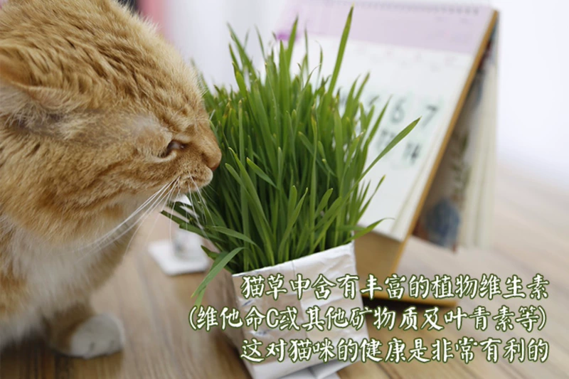 Renke Pet VETRESKA Uncat Cat Grass Paper Bag Cultation to Hair Ball Cat Snacks Hair Hair Hair Hair - Đồ ăn nhẹ cho mèo