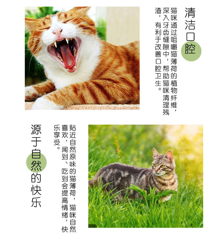 Liếm Le catnip bột mèo đường laser trêu chọc mèo dính mèo đồ chơi bộ đồ ăn mèo Mu Tian Li từ Hei Mofang - Mèo / Chó Đồ chơi