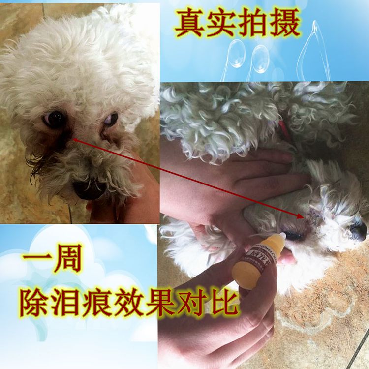 Ngứa thú cưng giọt thuốc nhỏ mắt mèo thuốc nhỏ mắt thú cưng thuốc nhỏ mắt chống viêm mắt nước mắt kháng khuẩn - Thuốc nhỏ mắt thuốc nhỏ mắt rohto nhật