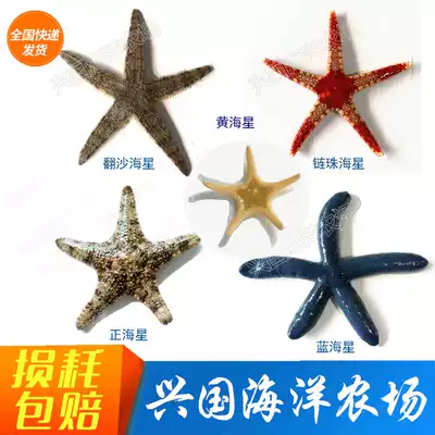 Sand-turning starfish Live red sea star purple yellow sea star seawater fish tank Positive starfish express package Live Xingguo Ocean Farm