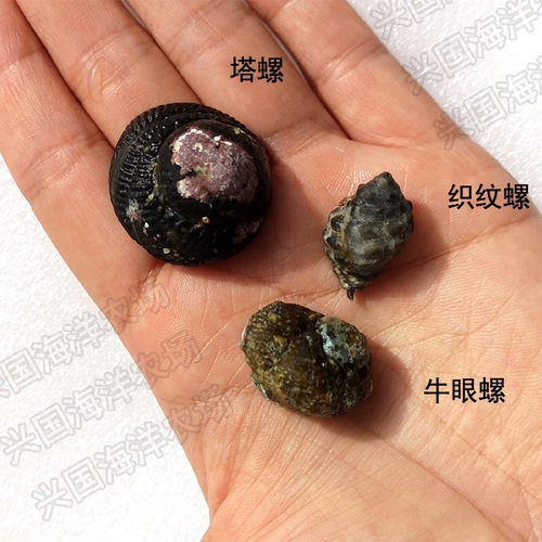 Улитка, питающаяся водорослями, башенная улитка, текстурированная улитка, песчаная улитка, декоративная морская рыба, аквариум, улитка-бычок, экспресс-улитка для удаления водорослей