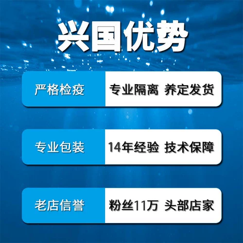 Высококачественный краб -морской водой живой тел зеленые ноги красные голубые хлопковые клоуны рыбные домашние животные