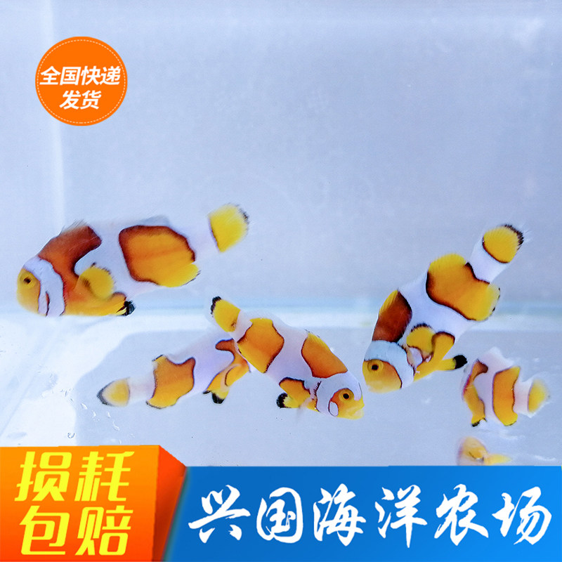 Davensey clown fish hurricane blackside male Picasso lightning through red clown Australia artificially Xingguo ocean