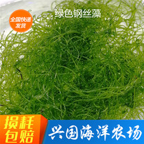 Steel wire algae Seawater fish tank Living algae Coral tank Seaweed reproduction absorption NO3NO2 algae tank Green feather algae