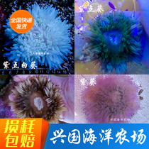 Purple point white sunflower Purple point anemone coral Live coral clownfish symbiosis Sunflower Pet express package live
