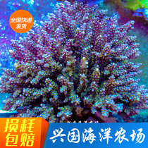 Purple Treasure Tower Full of Star Hard bone SPS coral South Pacific Coarse Branches Green Birds Nest Living Seawater Fish off Fiji