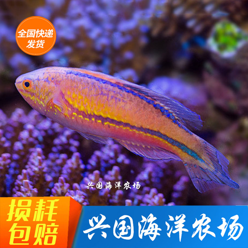 Peach Tailed Fairy Dragon Sword Tail Seawater Fish Living Longhi Fish Eat Worm Six Thread Dragon Red Dragon Yellow Dragon Red Sea Ghost King