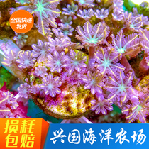 Artificial Phnom Penh Large Hand Heart Flower Green Core Phnom Penh Large Hand Heart Flower Coral Hand Star Flower Coral Seawater Pet Living