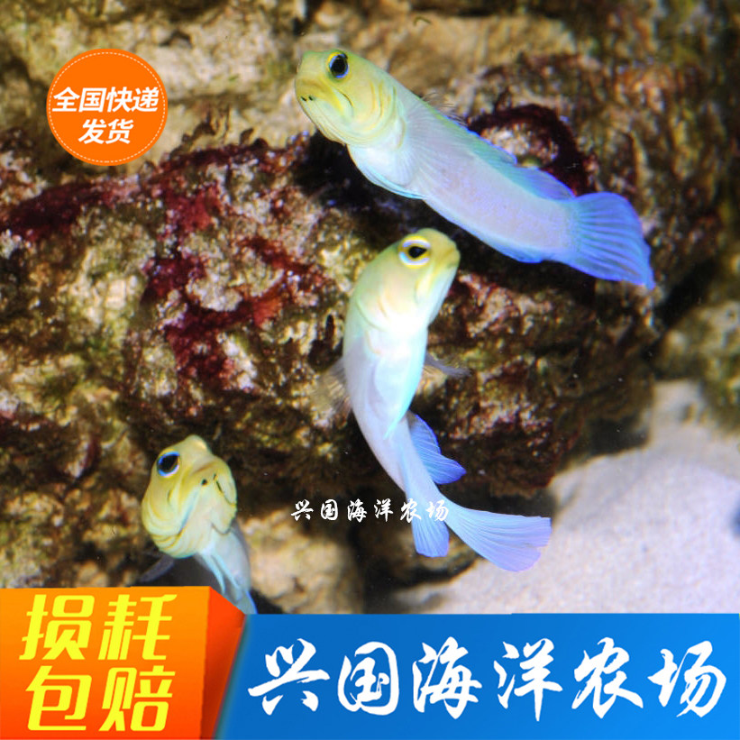 American Great Sail Mandarin Duck White Rabbit Shrimp Tiger Yellow Head Seawater Fish Coral Vat Clown Fish Breeder Express Delivery Package Live