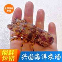 Cicada Shrimp Small Green Dragon Green Lobster Live Seawater Fish Green Foot Shrimp Flowers Lobster Express Package Live Xingguo