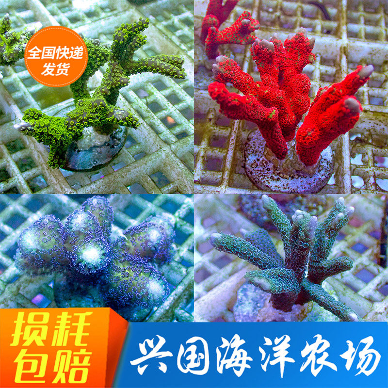 Figure selection sps colored laminated tooth artificial hard bone sea cylinder fluorescent green laminated tooth green flower Cat Bone Seawater Coral