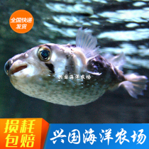 Gill seawater fish Ornamental Fish Living Coral Fish Cylinder Clown Fish Bubble Fish River fugu FedEx Bag FedEx Bag