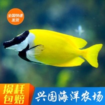 Fox fish rabbit fox living sea water fish gold hanging vegetarian Coral Vat Sea Vat with Algae Express Package Live