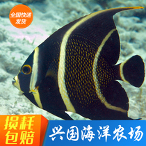 French God Fairy Living Sea Fish Farxian Large God Fairy Fish Emperor Sea Cylinder Ornamental Pet Fish Express Package Live