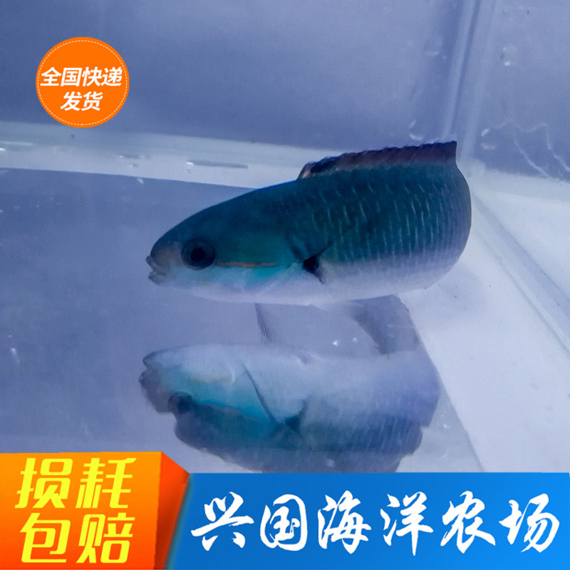 Yanzi dragon flower noodles green dragon Tsing Yi dragon boat fish sea water fish living turning sand and eating worm londhead fish delivery bag live