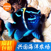 Blue velvet velvet bird Gold velvet canary saltwater fish Live clownfish Bird carving blue fish break the tank fish