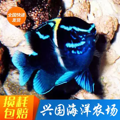 Blue velvet velvet canary velvet canary sea fish living clown fish Finch carving Blue Fish