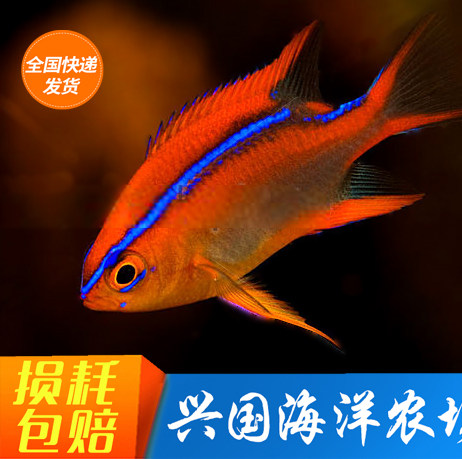 Blue line emperors red swallows sea water fish living nestle carvings blue velvet new hand trespass delivery bag live