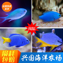 Blue devil Blue Devil Yellow belly yellow tail Blue devil breaking the cylinder novice saltwater fish live aquarium fish Clown express package live