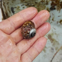 Саламандре (Oxeye Snail) 1-2CM