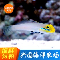 Golden Head Shrimp Tiger Turning Sand Shrimp Tiger Diamond Sentinel White Shrimp Tiger Seawater Ornamental Fish Living Seawater Fish Express Package Live