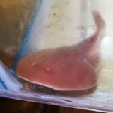 Электрический -проживание водных рыб, живая местная рыба хрящ, вертикальная рыба Электрика