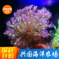 Coral round cap Coral gem flower Live sea fish Kaleidoscope fixed water soft lps SF package Live