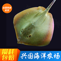 Yellow Rays Fish Live Shark Rays Fish Iridescent Fish Seawater Ornamental Fish Express Large Fish Tank Rearing