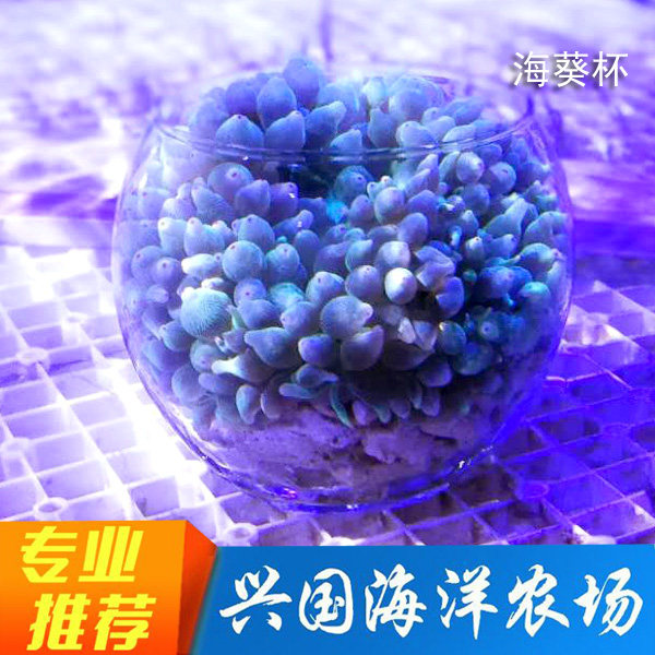 Glass Cup Sea Anemone Pacifier Special Glass Cup Midsize Small Spherical Cup Pacifier Container with high coral sand