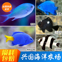 Yellow-tailed blue Devil Blue Devil four finches Three-point white sea fish live novice sea tank Xingguo Ocean Farm