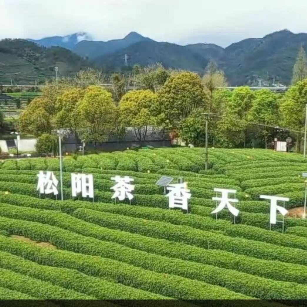 茶小叶