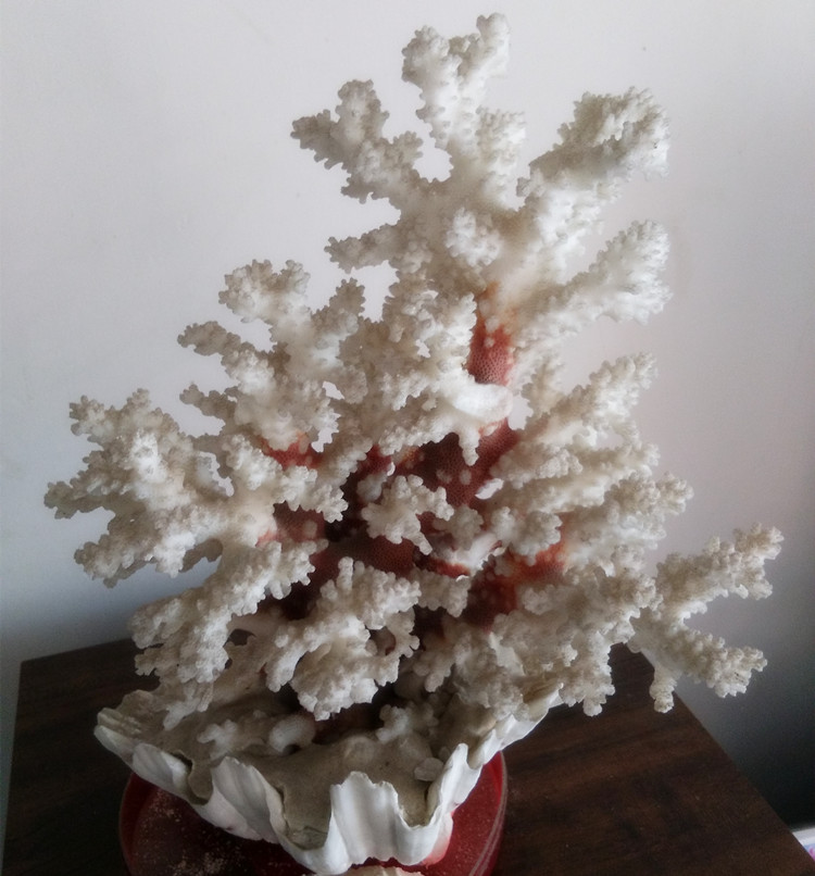 Boutique large white coral tree large shell base pendulum with beautiful (white and snowy fog) home decoration