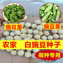 Pea seed farmer high yield high quality white pea seed pea seed pea sprouts sown 500g in four seasons