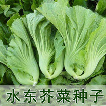 Mustard seeds large leaves Hakka sweet big water East mustard vegetable farmers balcony four seasons heat-resistant spring vegetables