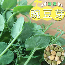 Pea seed seed seed big sweet pea seedlings autumn and winter Four Seasons Sichuan no vegetable seeds bean seeds