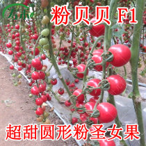 Shouhe powder Babel Saint fruit seed seed seedling small tomato tomato tomato spring Four Seasons vegetable balcony potted