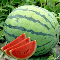 Watermelon seeds Seeds Small yellow heart yellow flesh balcony Four Seasons potted seeds Seedless South Planting Qilin 8424 Seedlings