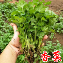 Cilantro seeds large leaflet balcony Four Seasons sown potted autumn and winter farm vegetables seed seeds green vegetables coriander seeds