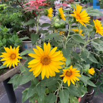 Edible sunflower seeds potted ornamental multi-flowered seedlings Sunflower plate sunflower oil sunflower balcony planting seed seedlings