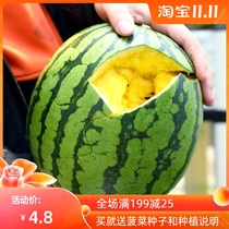 Green skin yellow flesh watermelon seeds Xiaofeng watermelon jade green small handsome watermelon early maturing gift type small Watermelon Sugar High