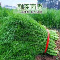 Cut-crop fennel seed seed fennel seedling cold-resistant variety Four seasons planting can harvest family old varieties many times