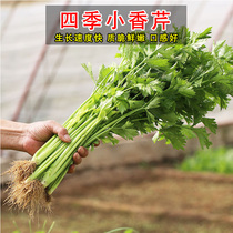 Celery seeds celery seedlings four seasons small celery seeds Four Seasons fragrant celery large-scale planting vegetables