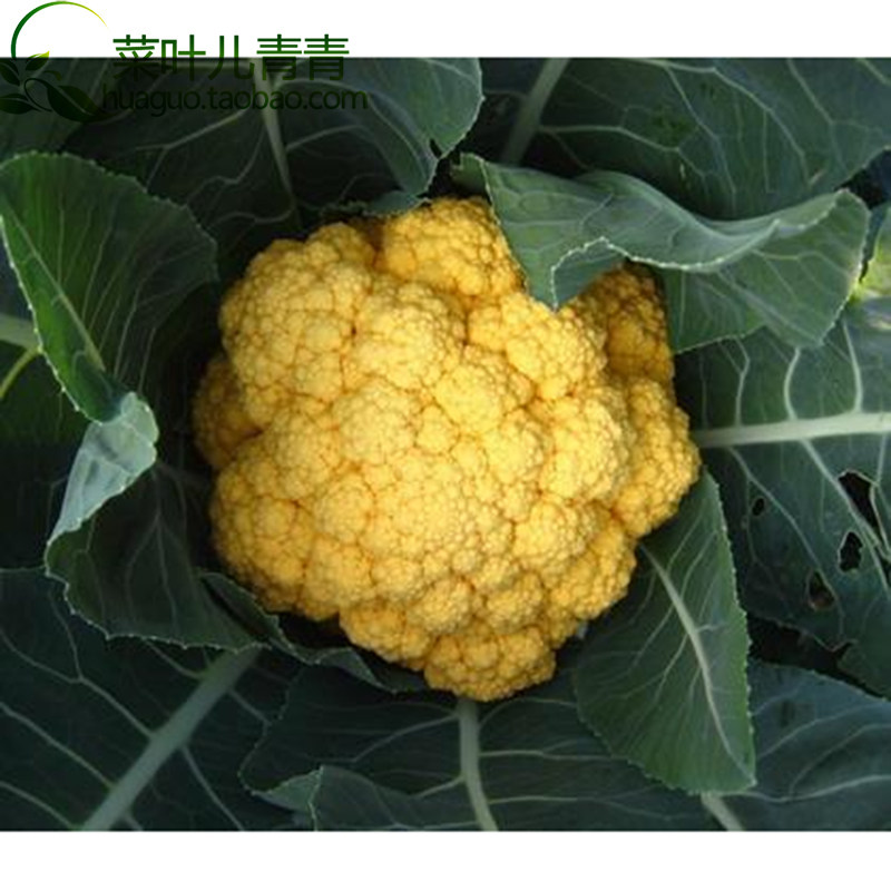 特色黃色花椰菜神良金色菜花種子胡蘿蔔素含量超高新品種可生食