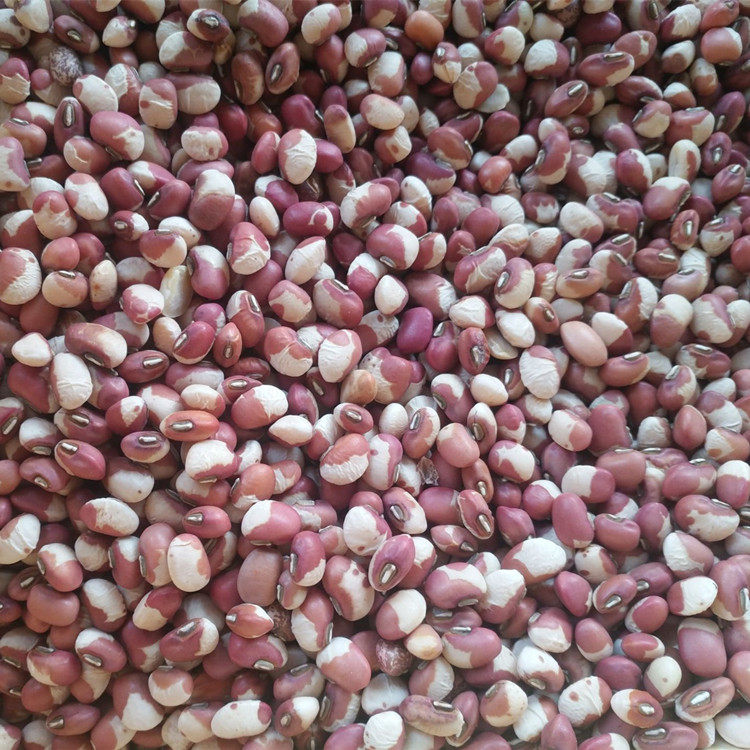 2021 new flower cowpea ginger bean small rice bean flower Jiangdou 500g flowers cowpea five grains of grain for five catties