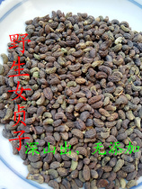 Wanxianshan Wild Ligustrum Ligustris Holly picks farmhouse 2