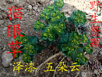 Wild paint also known as Cats Eye grass paint Five Clouds dried deep mountains Dig 2
