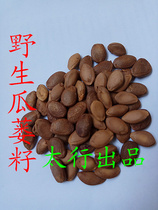 New goods Guardian seeds Guardian seeds wild guarpium seeds Taihang wild farmers self-collected 2