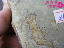 Plant fossils paleontology insect science specimens Chaoyang natural strange stone fossils raw stone bare stone pair of 192