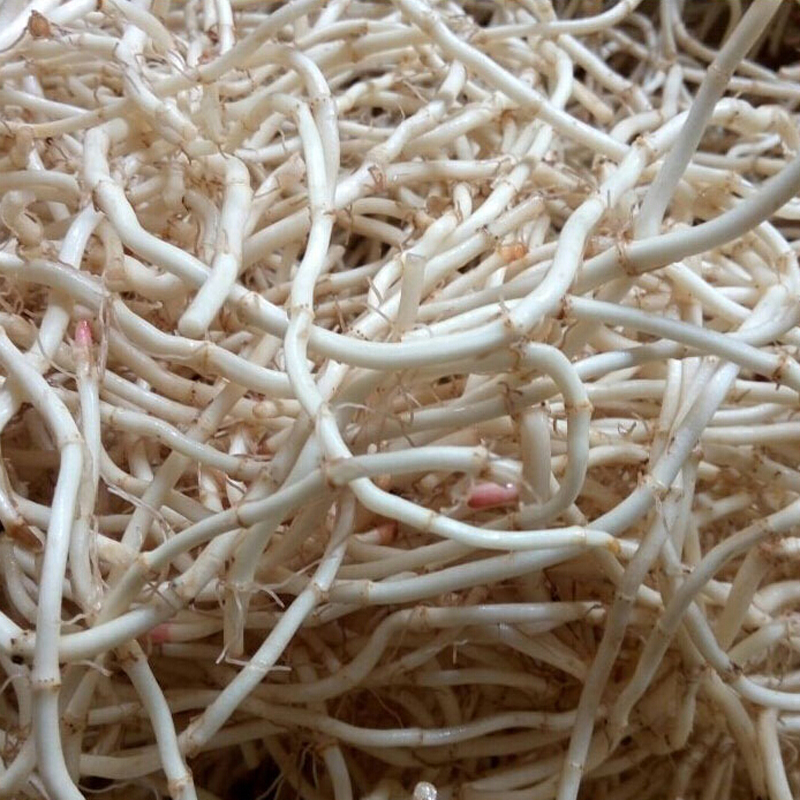 Hubei fresh houttuynia folded ear root wild houttuynia tea side ear root joint root now dig two catties